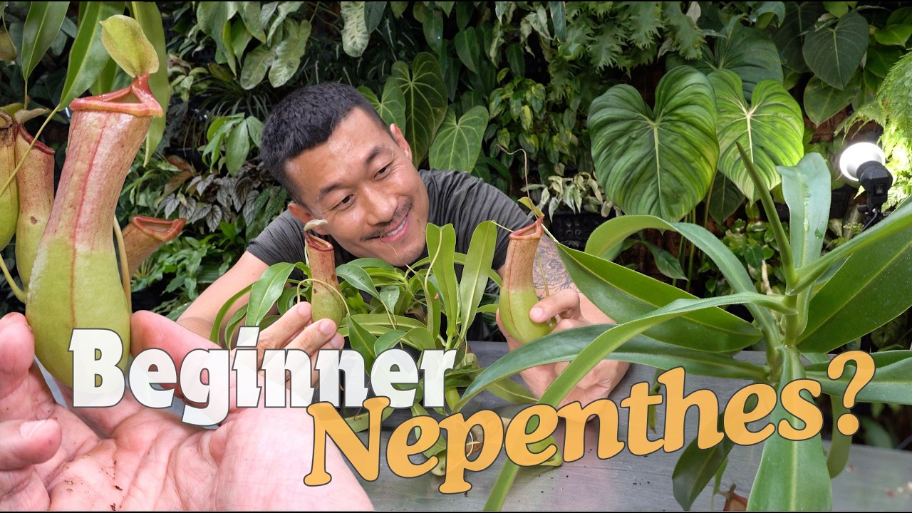 How to Care for and Propagate Nepenthes In water & Moss! With Satisfying Updates!