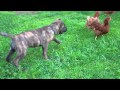 Presa Canario playing chicken with chickens