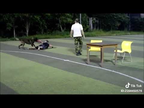 Hùng vlogs-huấn luyện chó Phú Quốc