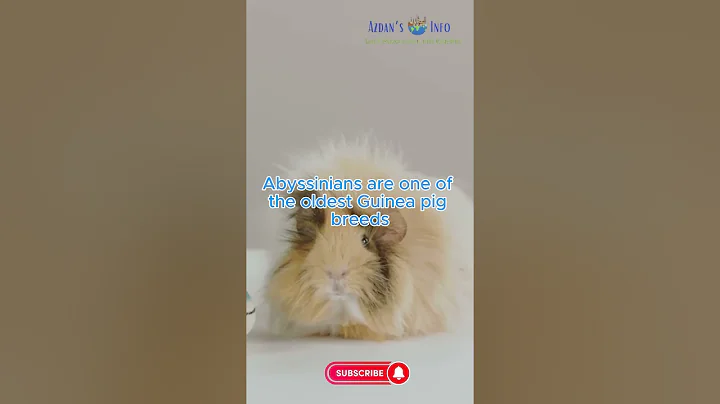 Video 5873551: adorable abyssinian, meet abyssinian