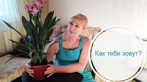 Как найти название растения по фото