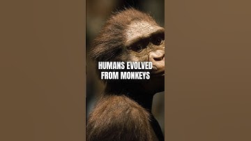 Humans Evolved From Monkeys? | Paleo Myths