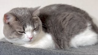 眠そうなモコモコの猫が可愛すぎました。。