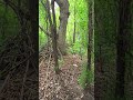 Flower and animal video in 4K HDR10+ while walking the neighbourhood - 20260522 110606