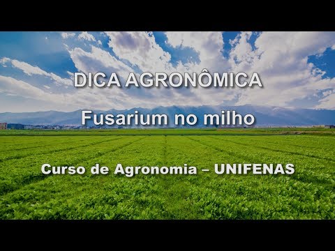 Vídeo: Praga De Fusarium Em Mudas De Milho