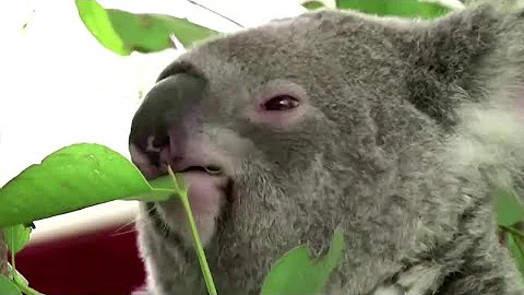 In quale continente si trova l'Australia?