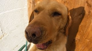 Dogs Close Up, With A Wide Angled Lens!!!!