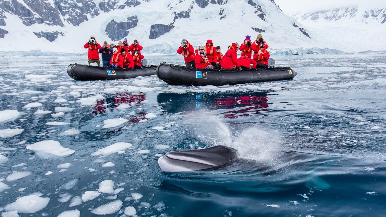 ⁣Close Encounter with Minke Whale in Antarctica