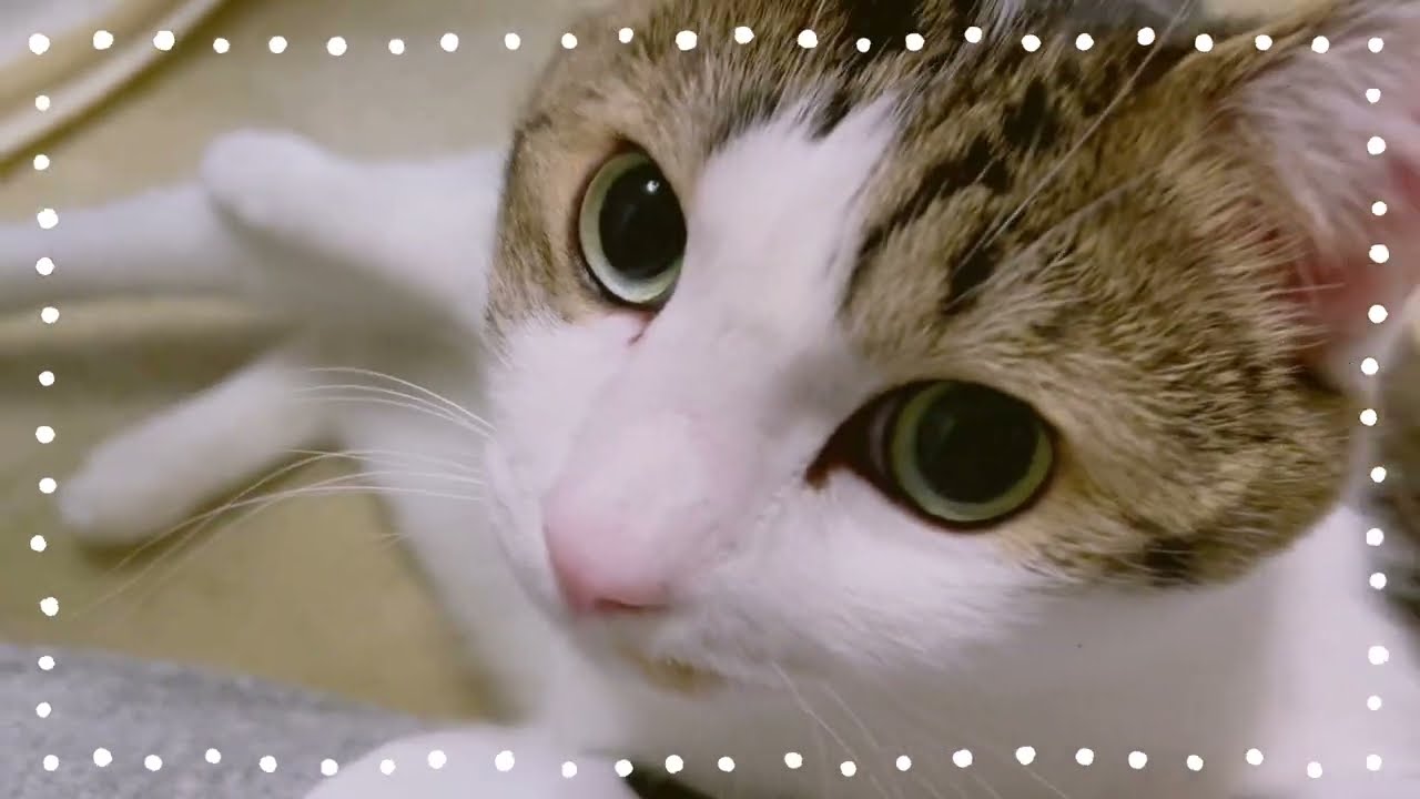 maxresdefault.jpg?sqp=-