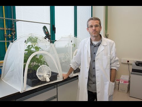 Vídeo: Toxicitat de les plantes aranya - Les plantes aranya faran mal als gats?