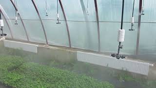 Использование туманообразователей (фоггеров) с четырьмя форсунками для выращивания рассады земляники