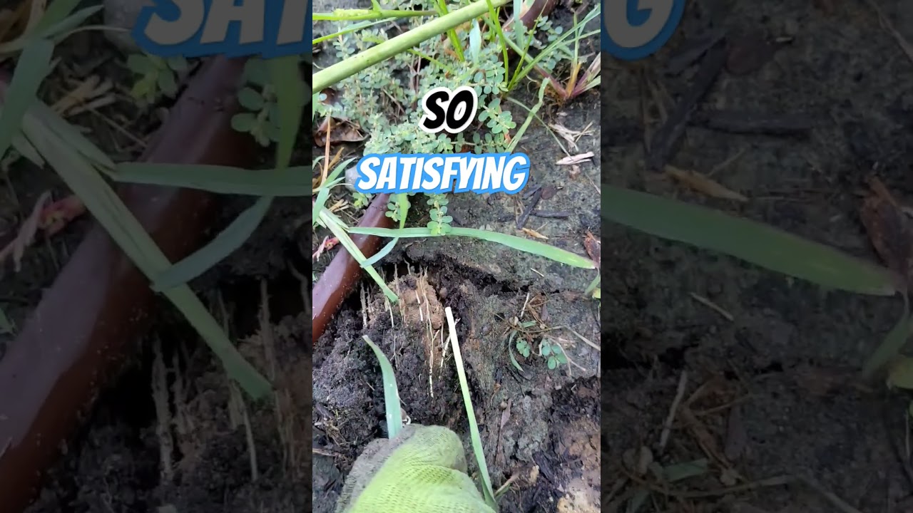This Weed Was Just SO Satisfying 