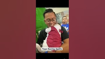 Thumbnail of Kucing Viral : Yoyo | Kucing Apollo