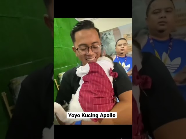 Kucing Viral : Yoyo | Kucing Apollo class=