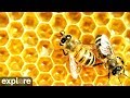 Honey bee landing zone powered by exploreorg