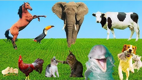 Farm Animal Sounds - Cow, Sheep, Cat, Dog, Chicken - Animal Moments