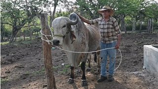 Toro Gyr Lechero con Registro a 5000 dólares-El Salvador en el Campo