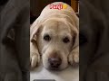 🐕‍🦺 Angry Dog Mode ON 🔥#dog#shortskhatarnak#