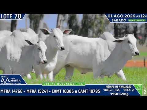 LOTE 70   MFRA 14766   MFRA 15241   CAMT 10385 e CAMT 10795