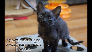 Кудрявые малыши породы уральский рекс | питомник Grateful Cat |