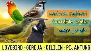 MASTERAN KOMBINASI !!! TEMBAKAN SEJALUR!!! LOVEBIRD - GEREJA - CILILIN - PIJANTUNG