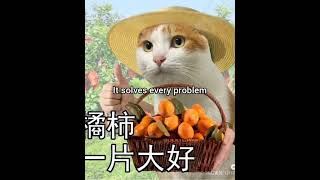 Sensei's teachings #georgieebom #catfunny #catmemes