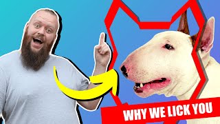 Why BULL TERRIER LICK You