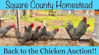 What did we buy at the Chicken Auction? by Square County Homestead 789 views 1 year ago 10 minutes, 47 seconds