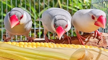 Java sparrows are talking about their singing how  beautiful the song is? Java sparrow singing sound