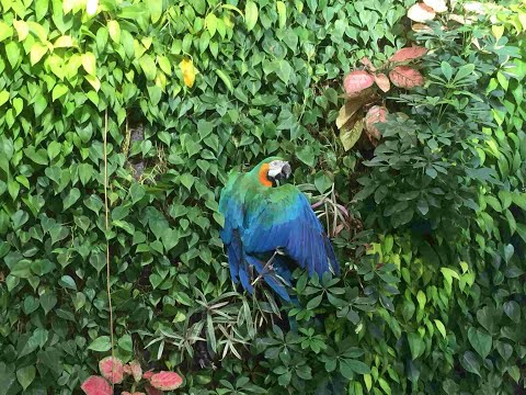 Video: Macaw куштарды ысырап кылуу оорусу