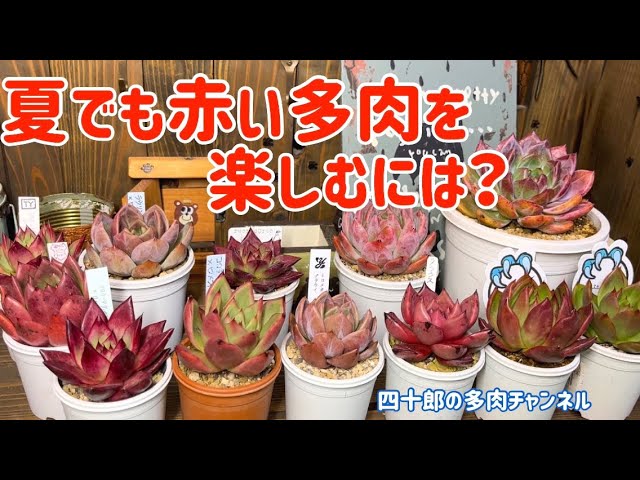 多肉植物】🍁夏でも赤い多肉を楽しむには？ - YouTube