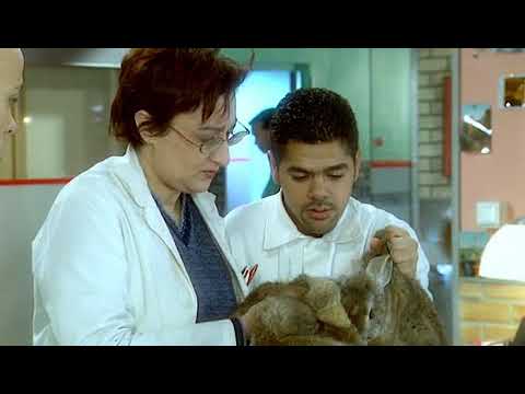 H Saison 1 Vol4Ep4Une Histoire de Lapin
