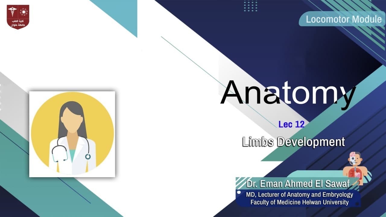 12 . Limbs Development