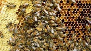 Using Bees For Vaccines