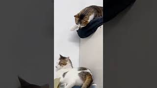 Kucing Random.🤣 #cat #funny #funnycats