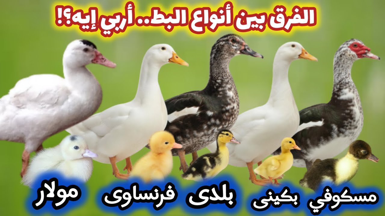 دليل أنواع البط والفرق بينهم 🦆 أفضل نوع للتربية | مين يوفر علف ويشيل لحم؟ (الخلاصة من الآخر)