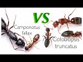 Companotus fallax VS Colobopsis truncatus [ ПВП муравьёв]