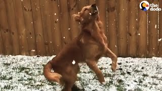 Dogs Experiences Snow For The First Time | The Dodo