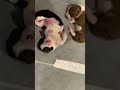5 day old border collie puppies squirming