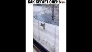 Как бегает олень