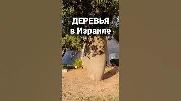 Бутылочные деревья в Израиле