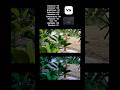colour greading with VN app 👆🏻#colorgrading##vnvideoeditor#nature#mosoon#youtube#shorts#viralvideo
