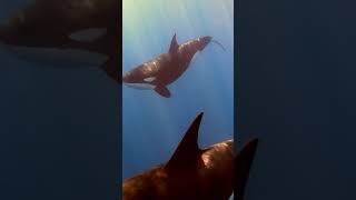 Orcas!  Teaser for my new cinematic wildlife video! #shorts #subscribe