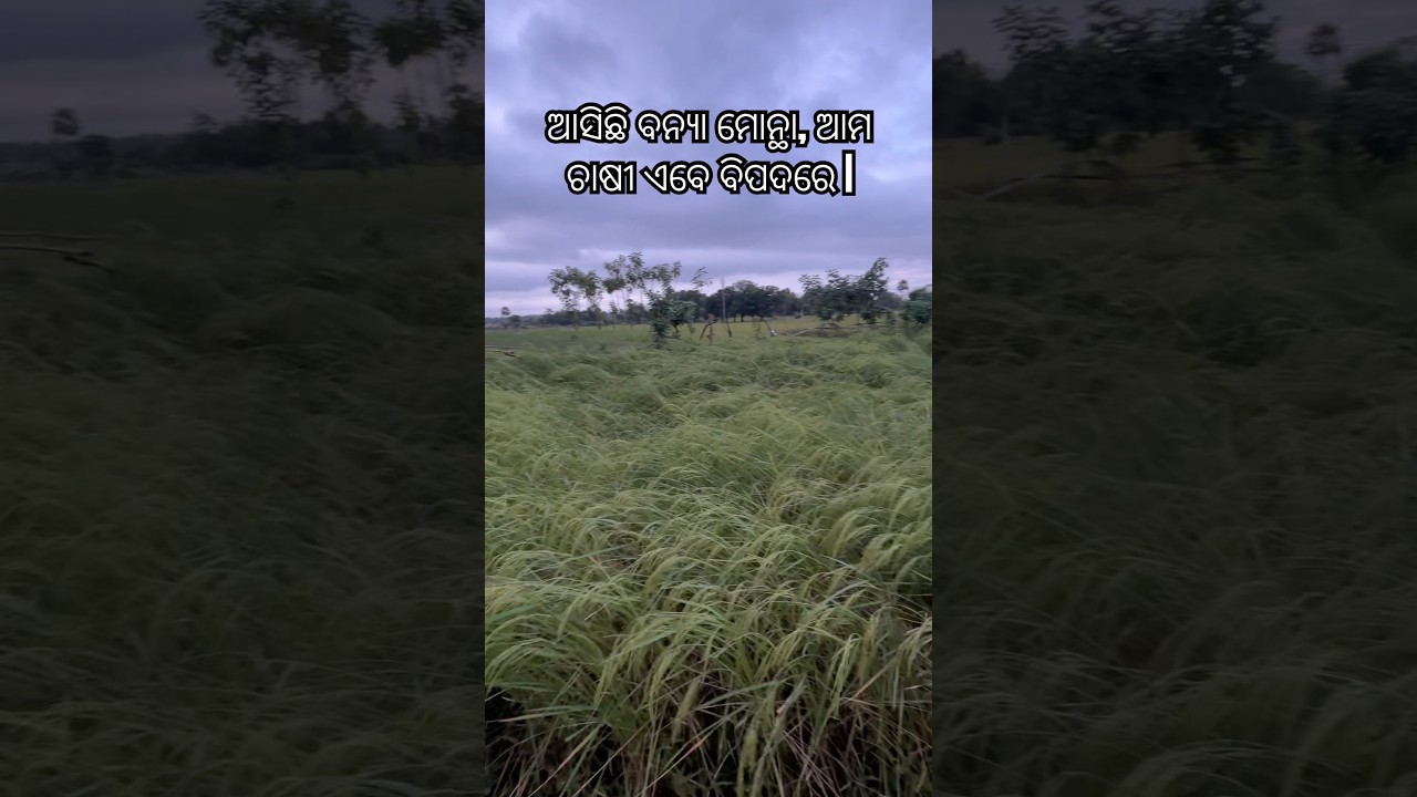 Cyclone Montha 🌀 may be farmers will loss their crop and vegetables 😢 