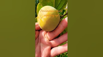 So patient for these Fuyu Persimmons to ripen up they are delicious crunchy like an apple!