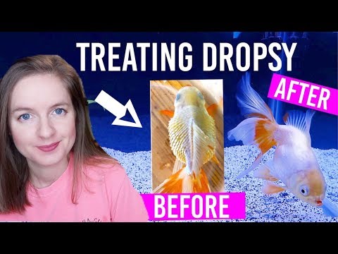 How To Treat Dropsy In Goldfish ( Full 2 Week Treatment)