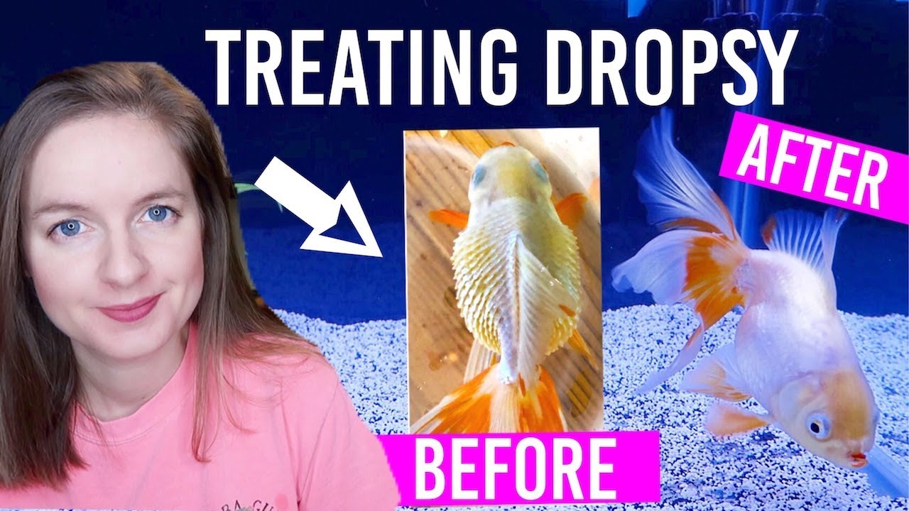 How to Fix a Floating Goldfish and Keep Them Healthy - Fish Vet