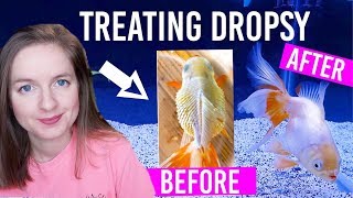 How To Treat Dropsy In Goldfish ( Full 2 Week Treatment) screenshot 4