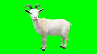 Copyright Free 3d Animated Goat Green Screen Effect | Chroma Key | Goat |