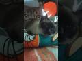 #cat #siamese #joker #funny #cute #catlife #pets #animals #ai #cutecat #catshorts #aivideo #catpurr
